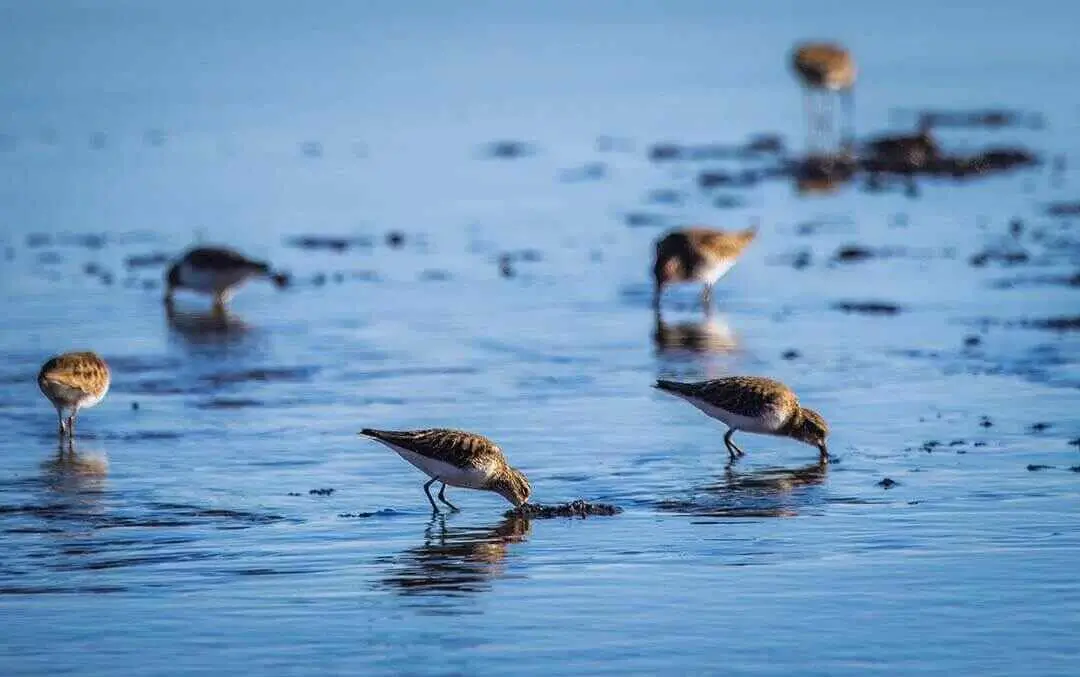 Little stints